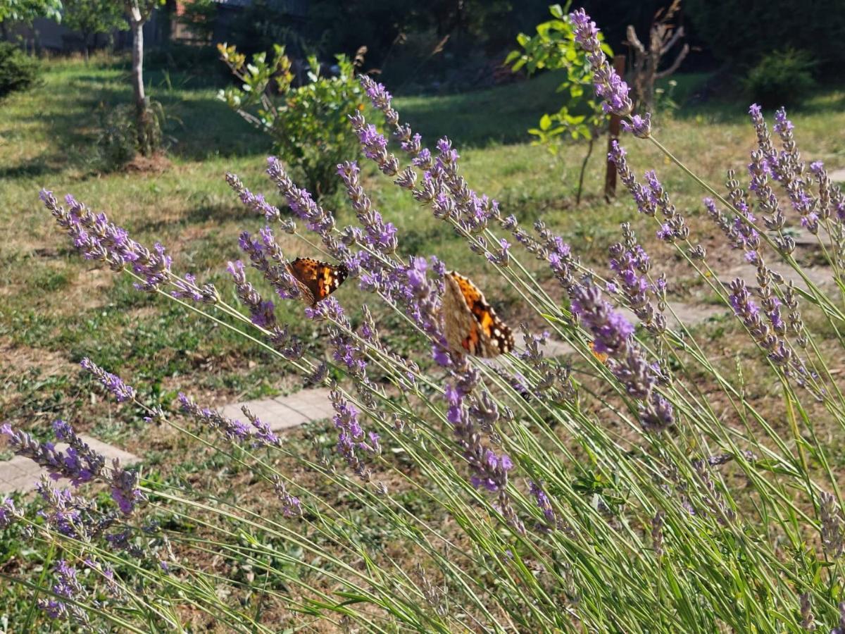 Holiday Home Cancarevic Ravna Gora Esterno foto